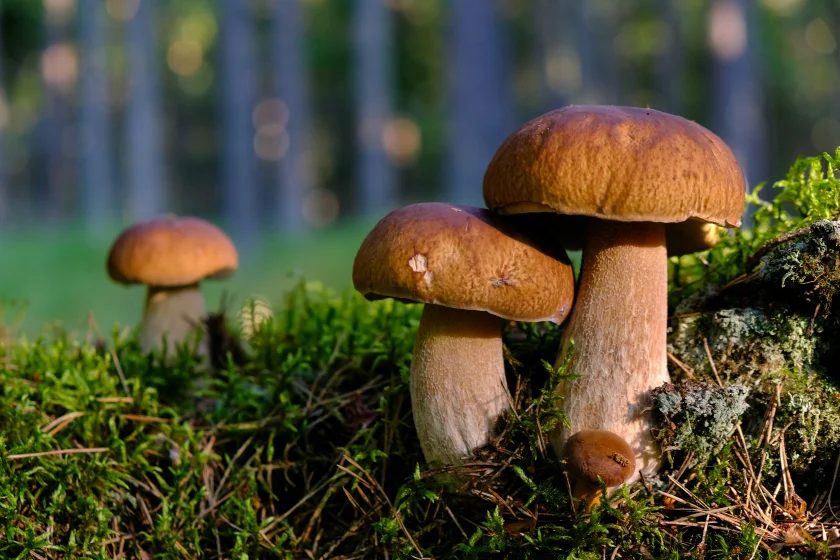 Ab in die Pilze