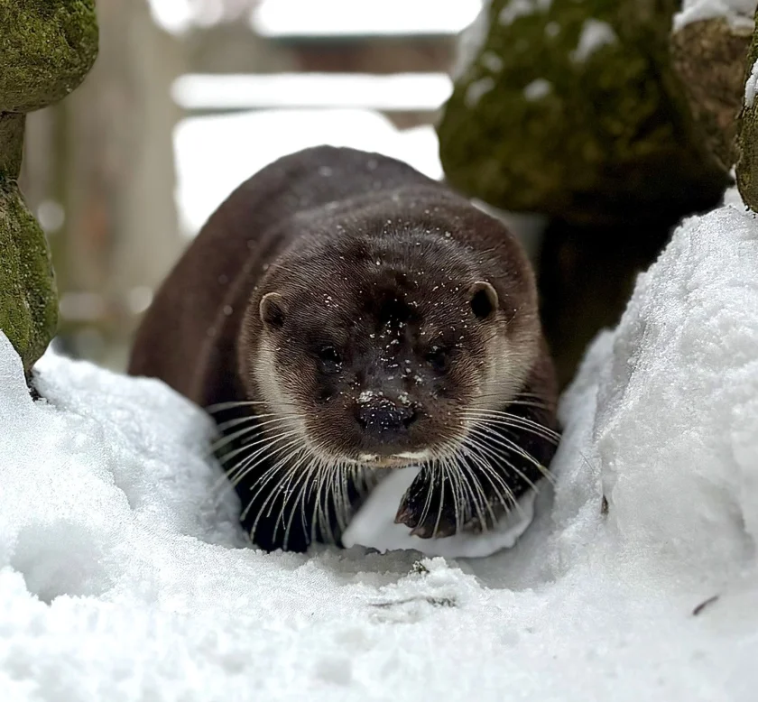 Abendspaziergang im Tierpark Hexentanzplatz