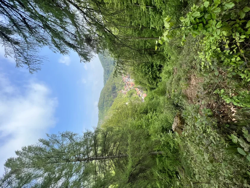 Achtsamkeitstraining im Wald " Entdecke die Heilkraft der Bäume"