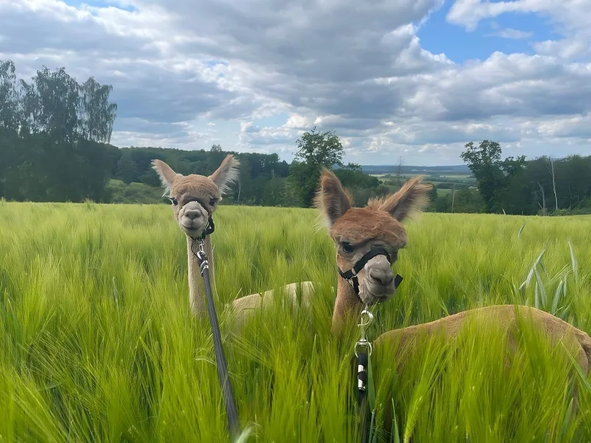 Alpakawanderung