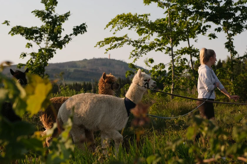 AlpakHarz - Wanderung mit Alpakas