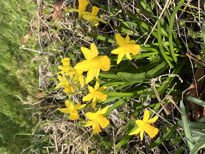 Bärlauchwanderung - Geführte Wanderung mit einem zertifizierten WanderführerAnmeldungen bei Hendrik Behrens unter 01788434507