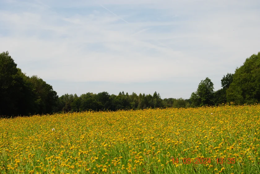 Bergwiesenblütenwanderung - Geführte Wanderung in Hohegeiß von einem zertifizierten Wanderführer vom Harzklub Zorge.