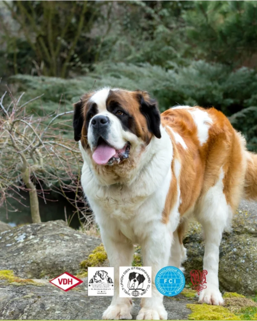 Bernhardiner Weltausstellung 2026