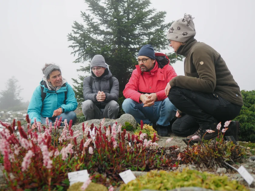 Brockengarten im Blütenzauber