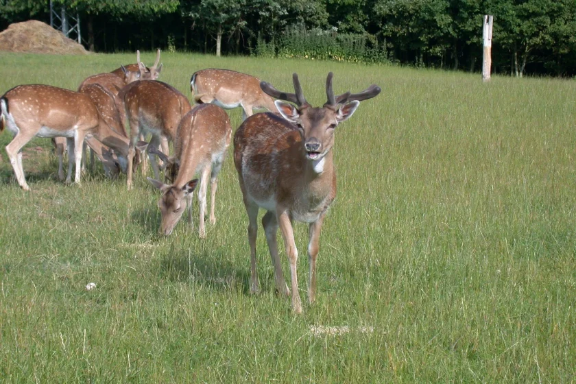 Damwildfütterung