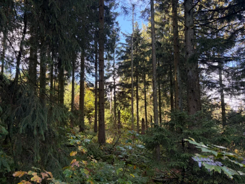 "Das tapfere Schneiderlein" - Familienerlebniswanderung
