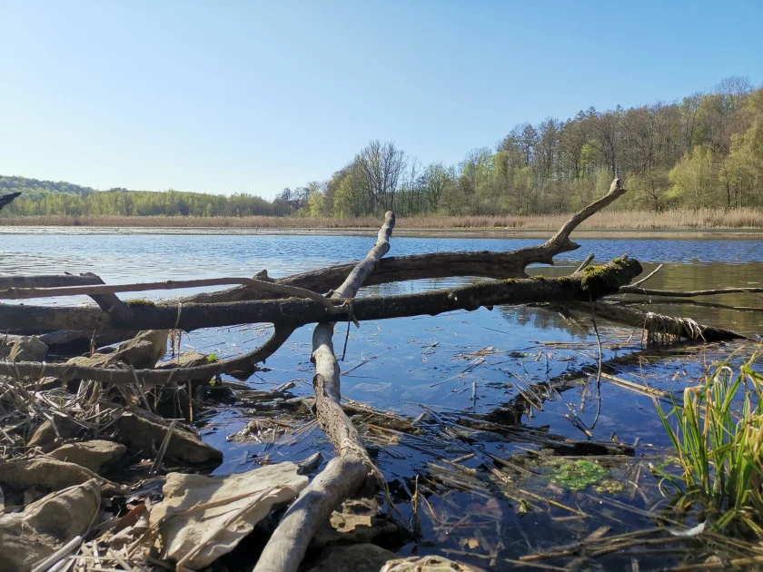 Der Itelteich - ein besonderes Naturschutzgebiet