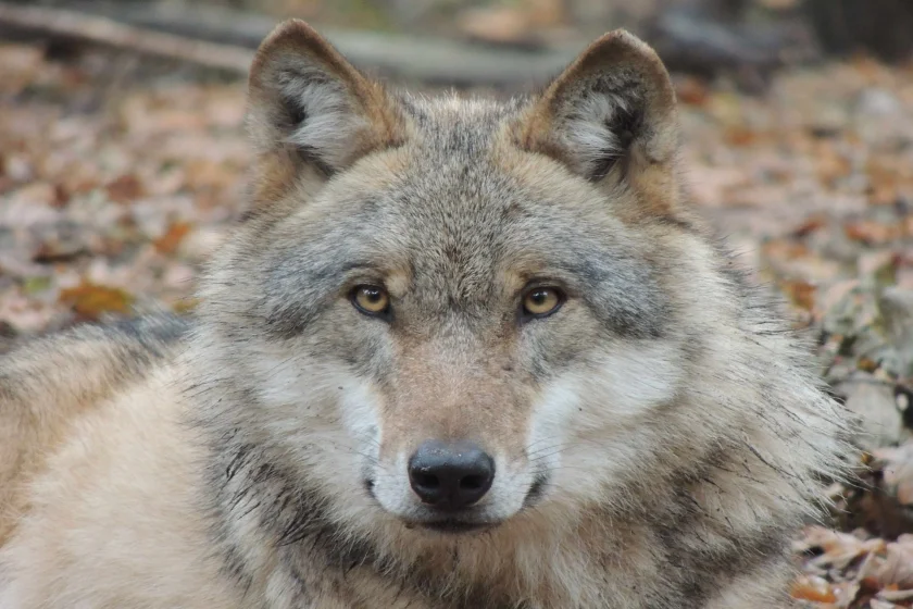 Der Ruf der Wildnis – die Wölfe kehren zurück in den Harz