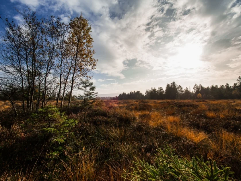 Die wilden Regenmoore – besondere Kostbarkeiten im Nationalpark Harz