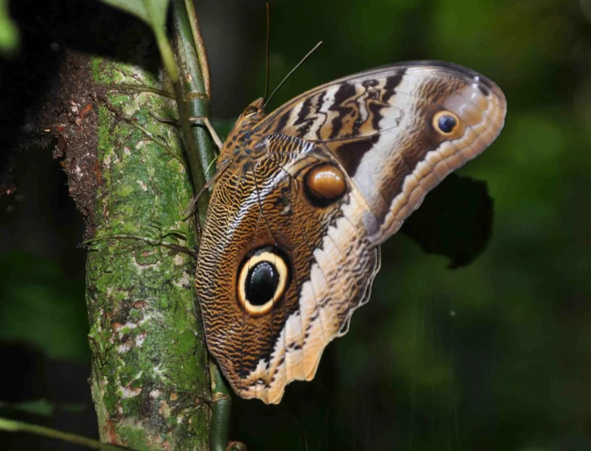 Eine Reise durch Costa Rica - Eine Reise durch Costa Rica