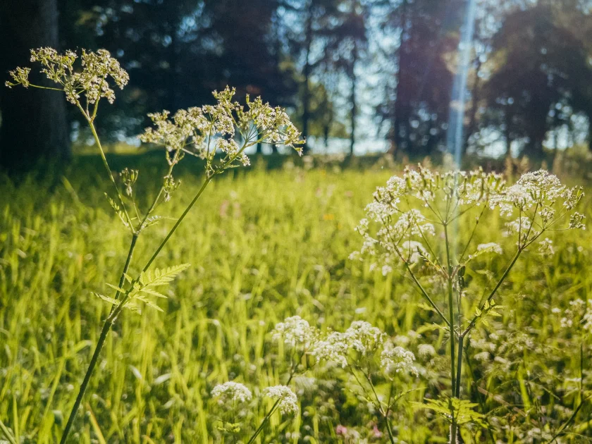 Entdeckungstour >>Braunlager Berglandschaft<<