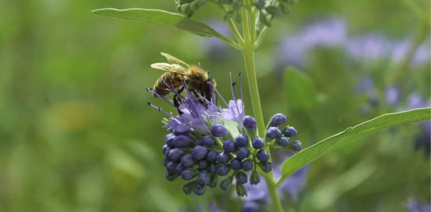 Ferienprogramm - Bienen Wilde Wunder