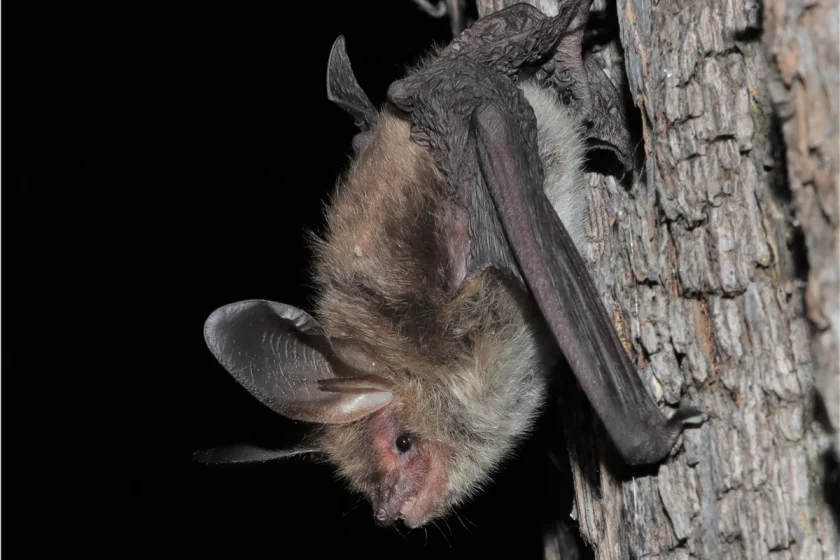 Ferienprogramm - Mission Fledermaus