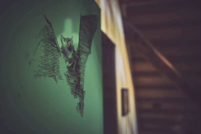 Fledermaus Exkursion