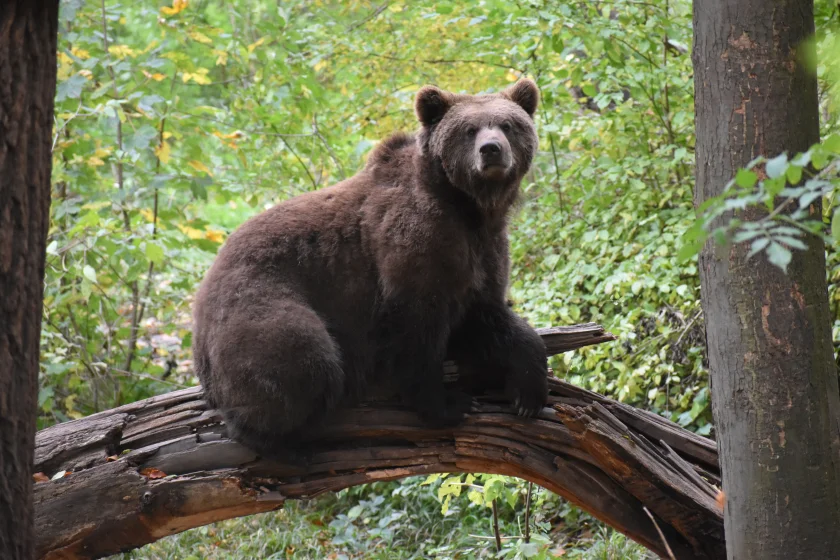 Fotoworkshop mit Bärenparkfotografin Vera Faupel