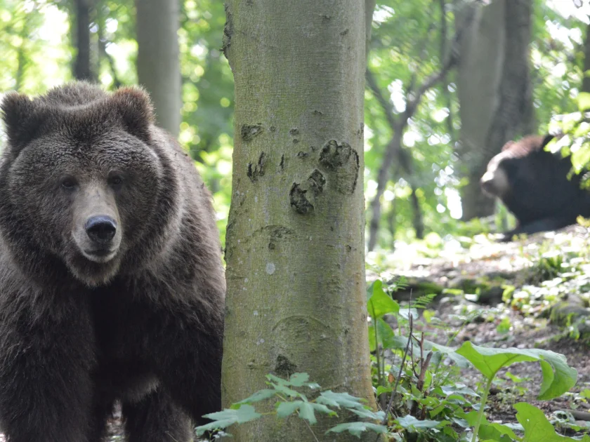 Führung durch den Bärenpark | Langer Tag der Natur - 
