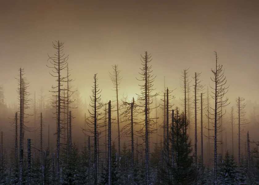 „GEFORMT VON STURM UND KÄFER – Der Harzwald wandelt sich“ – Fotografien von Bertram Kösler - Ausstellung „GEFORMT VON STURM UND KÄFER – Der Harzwald wandelt sich“ – Fotografien von Bertram Kösler