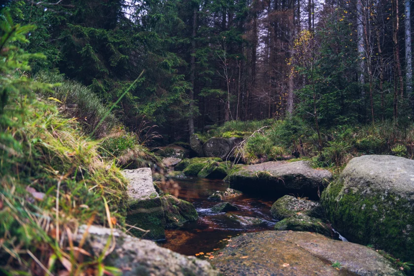 Geführte Pilzlehrwanderung - 