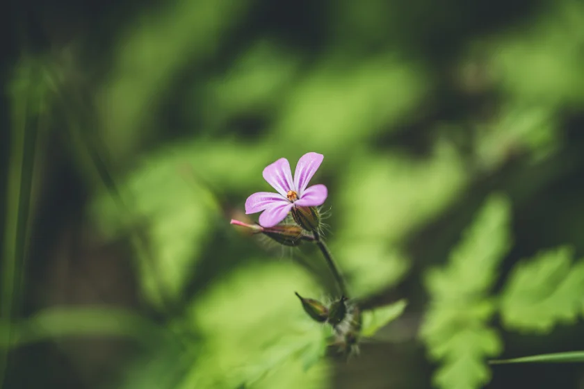 Geführte Wanderung nach Goslar