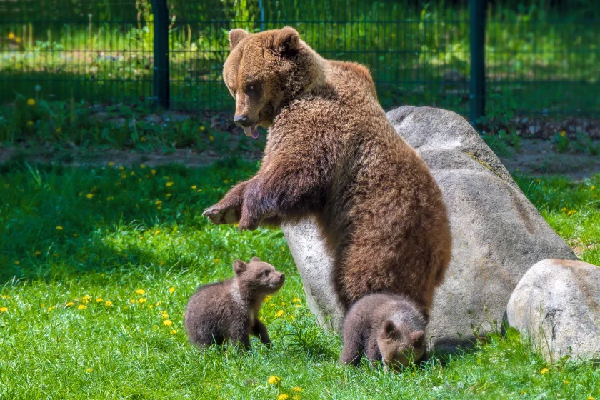 Großes Tierparkfest 2026 auf dem Hexentanzplatz Thale - Der Tierpark Hexentanzplatz Thale lädt herzlich ein - Feiern Sie mit uns !!