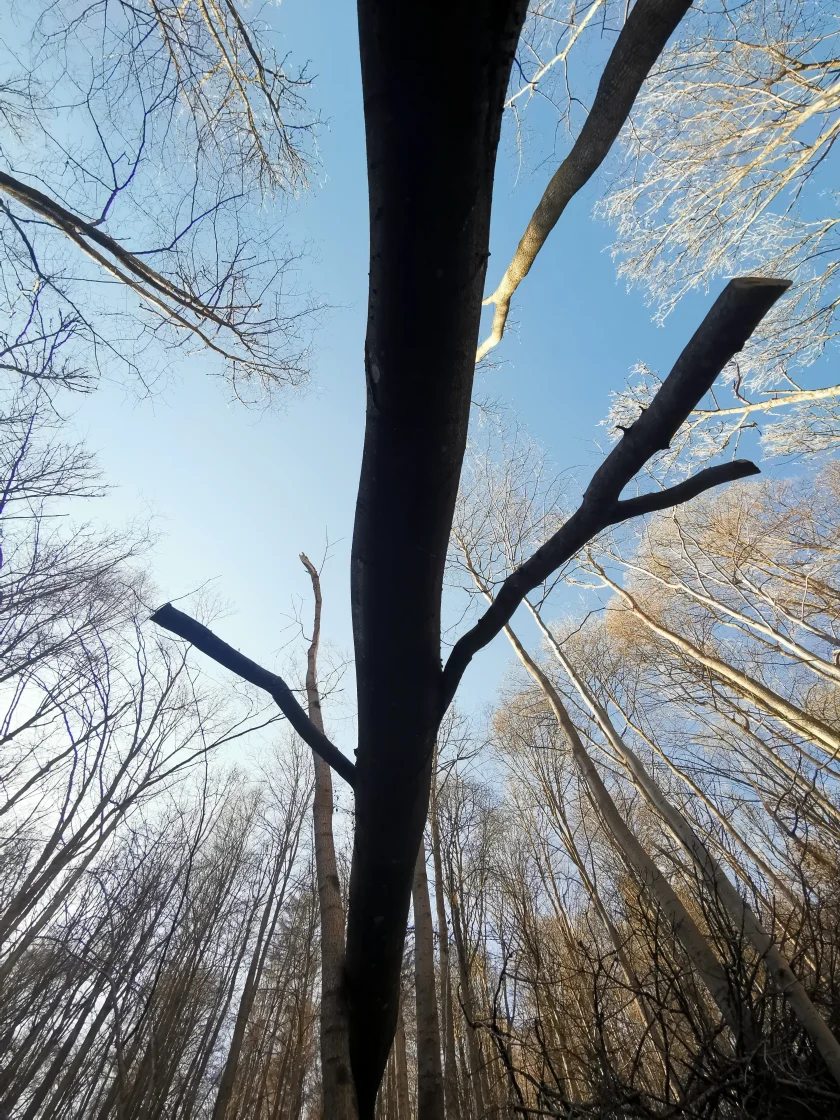 Grünkohl - Wanderung - Schwierigkeitsgrad: leichtLänge: ca. 5,5 km festes SchuhwerkBeginn: 15:30 Uhr