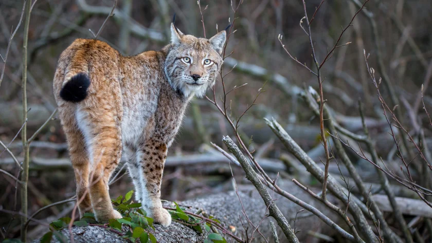 Harz-Luchse - Die Rückkehr der Raubkatzen