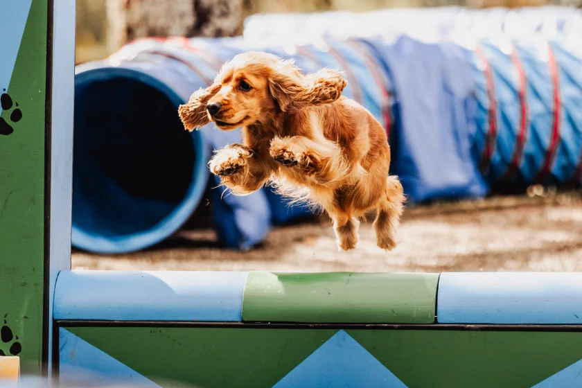 Harzer Hunde Tage