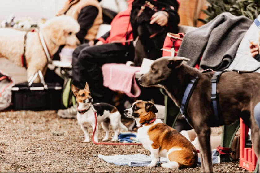 Harzer Hunde-Tage - Hundewanderung mit Heidi & Katharina