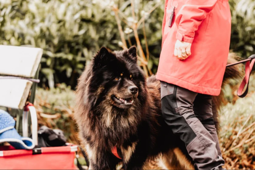 Harzer Hunde-Tage - Hundewanderung mit Wanderführerin Heidi & Katharina
