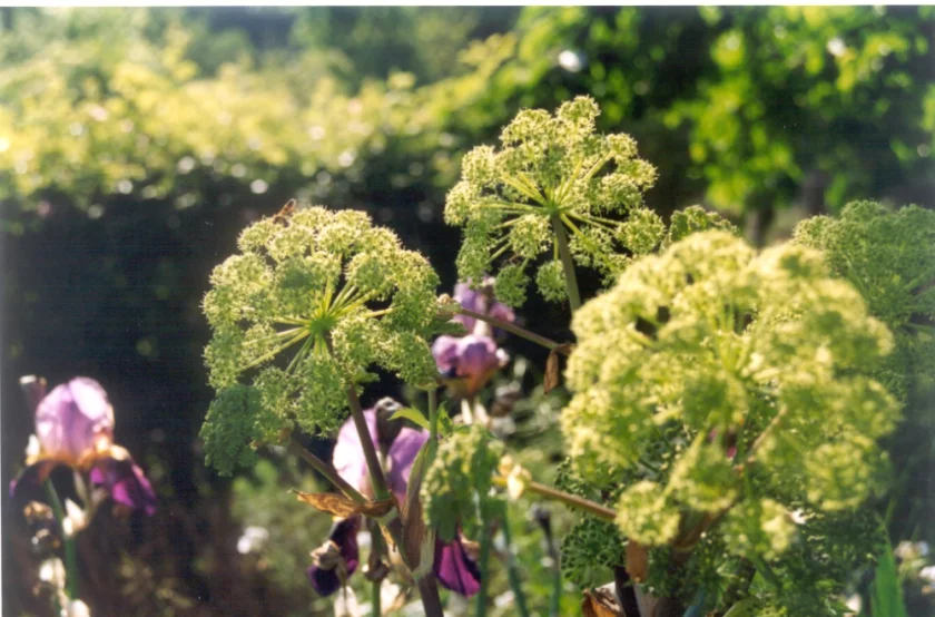 Heilpflanzen: Schätze für Darm, Haut und Seele | Gartenseminar