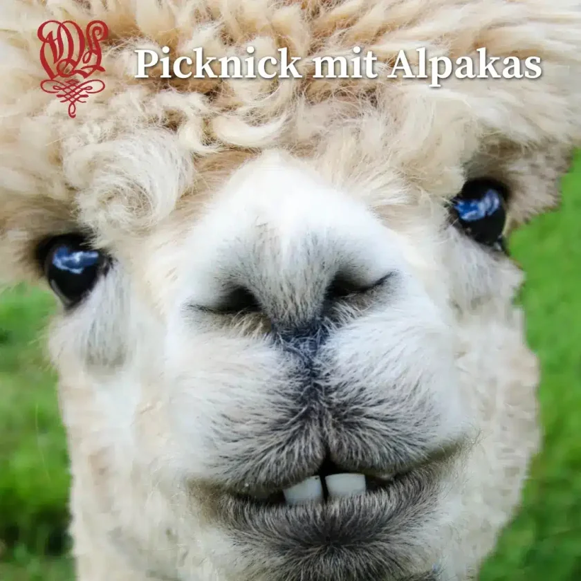 Himmlisches Picknick mit Alpakas