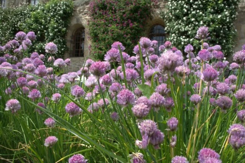 KräuterWerkstatt: Aprilgrün – mild & lecker | KreAktive Werkstatt