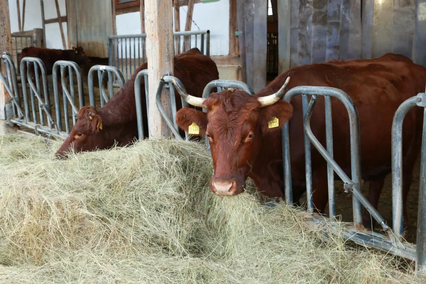 Landwirtschaftliche Hofführung