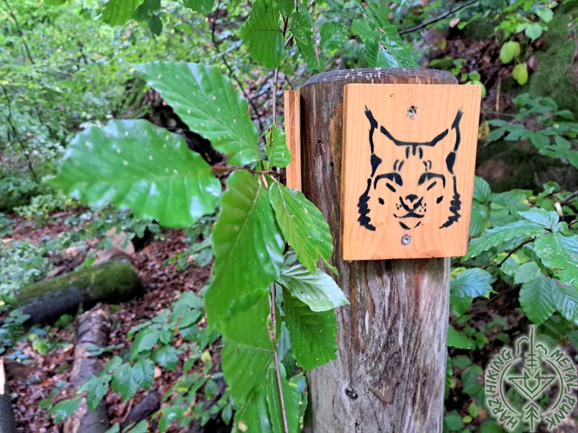 Luchs-Tour - Feierabend-Wanderung