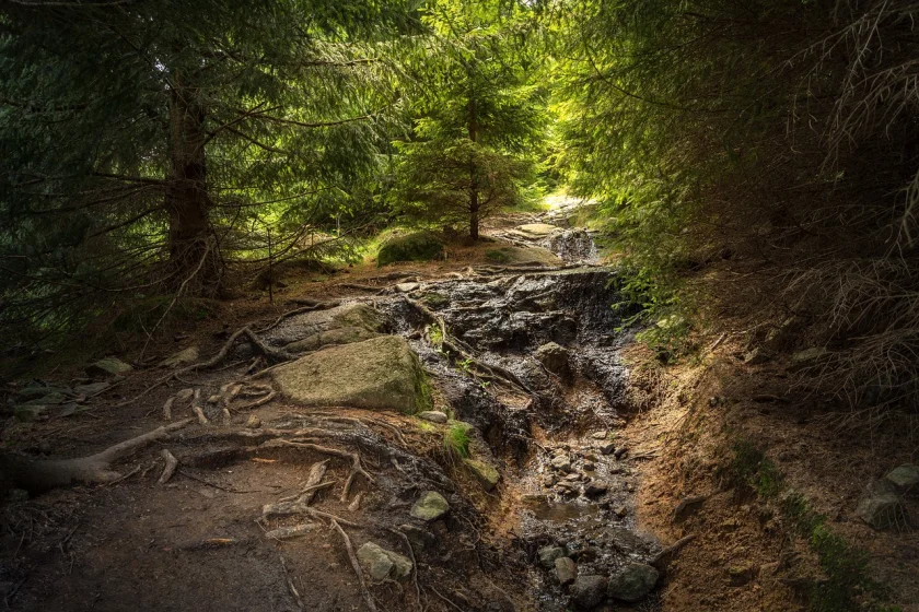 Mackenröder Wald - ein Schutzgebiet im Schatten der ehemaligen Grenze