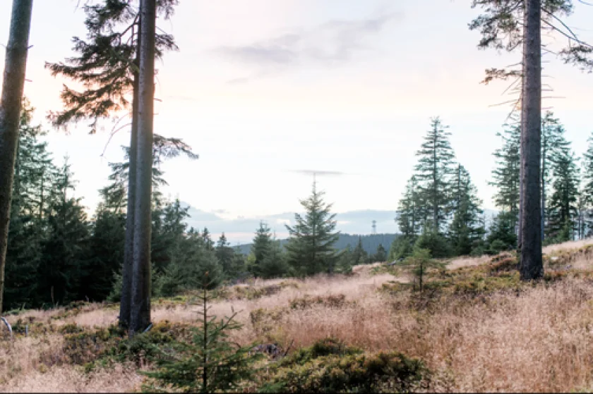 Nachts im Zauberwald