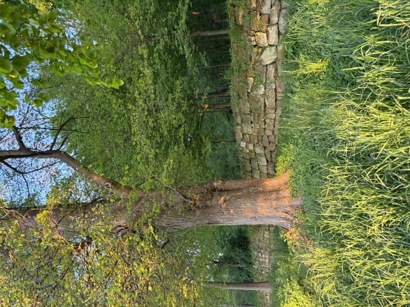 Nature Reset - Famena