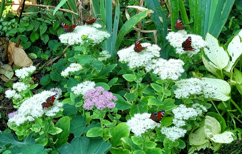 Naturnahe Gärten