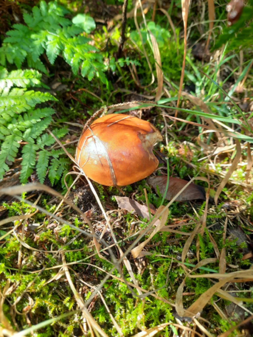 "Pilzaktionen mit dem Pilzcoach" - Erlebniswanderung - 