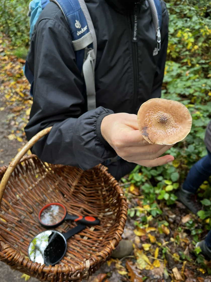 Pilzlehrwanderung in Blankenburg - Pilze bestimmen lernen