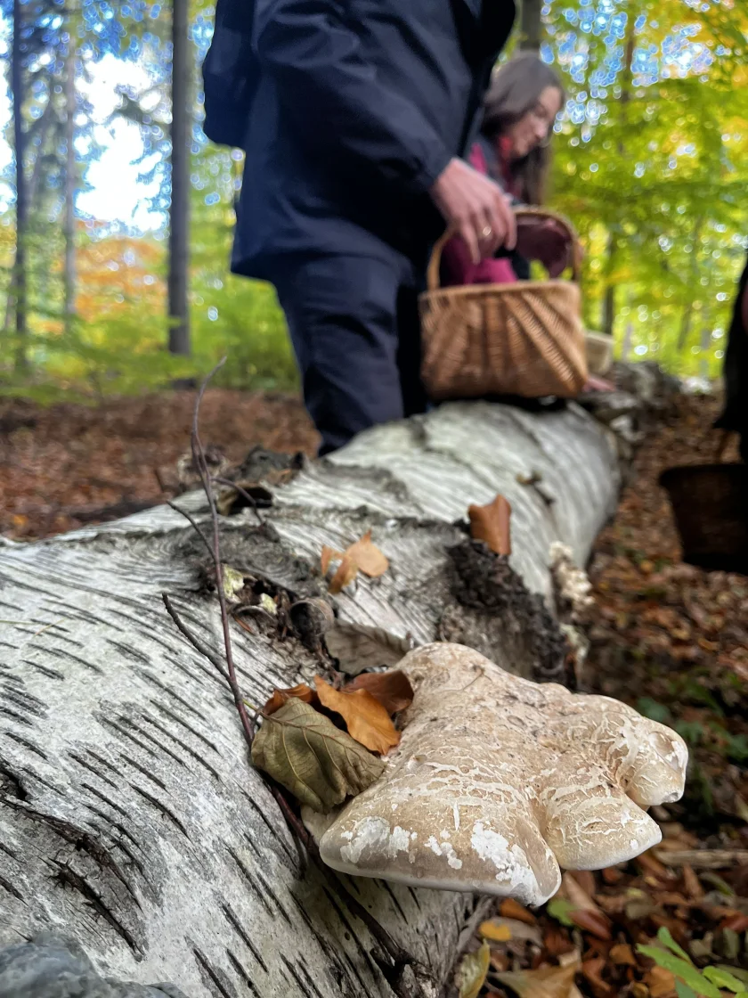 Pilzlehrwanderung in Drübeck - Pilze bestimmen lernen im Harz