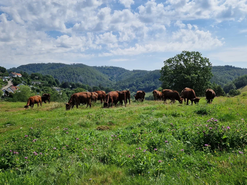 Tag des offenen Hofes - Harzer Martinshof