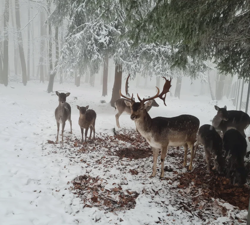 Traditioneller Abendspaziergang im Tierpark Hexentanzplatz - Der Thalenser Tierpark lädt zum Abendspaziergang mit der ganzen Familie auf dem Hexentanzplatz ein!