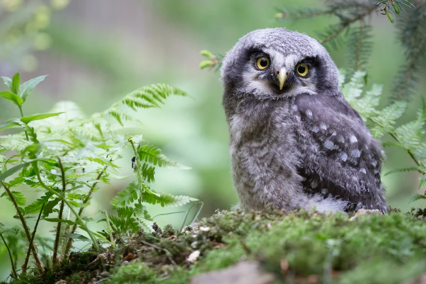 Traditioneller Abendspaziergang im Tierpark Hexentanzplatz