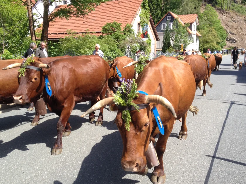 Viehaustrieb Wildemann 2026