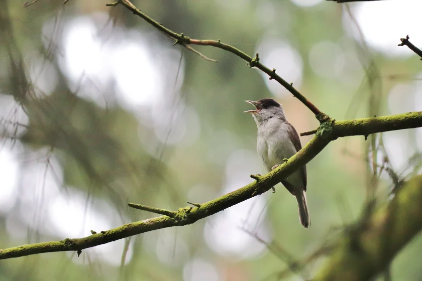 Vogelexkursion für Langschläfer