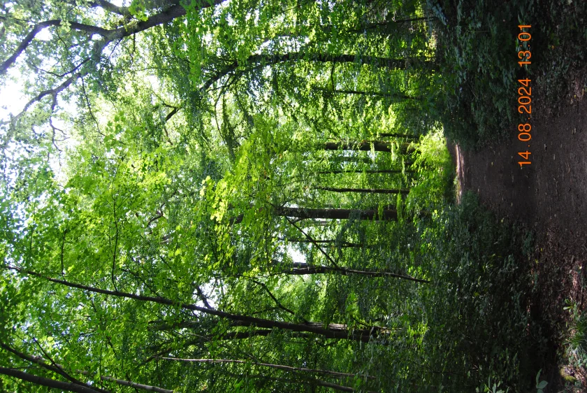 Wald statt Sofa