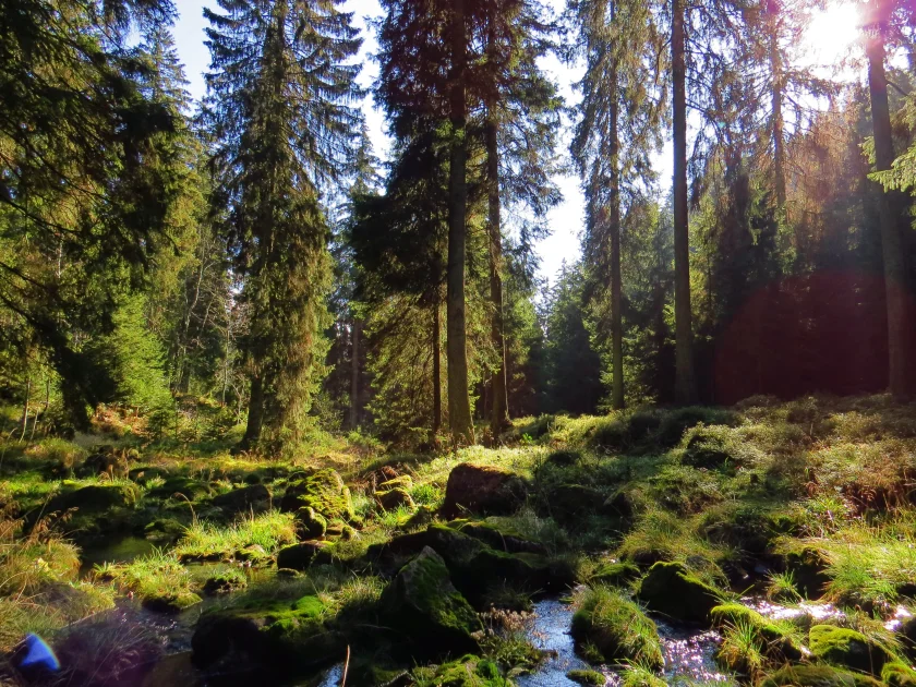 Waldbaden - Shinrin Yoku
