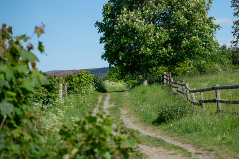 Wanderung zum Café Goldberg